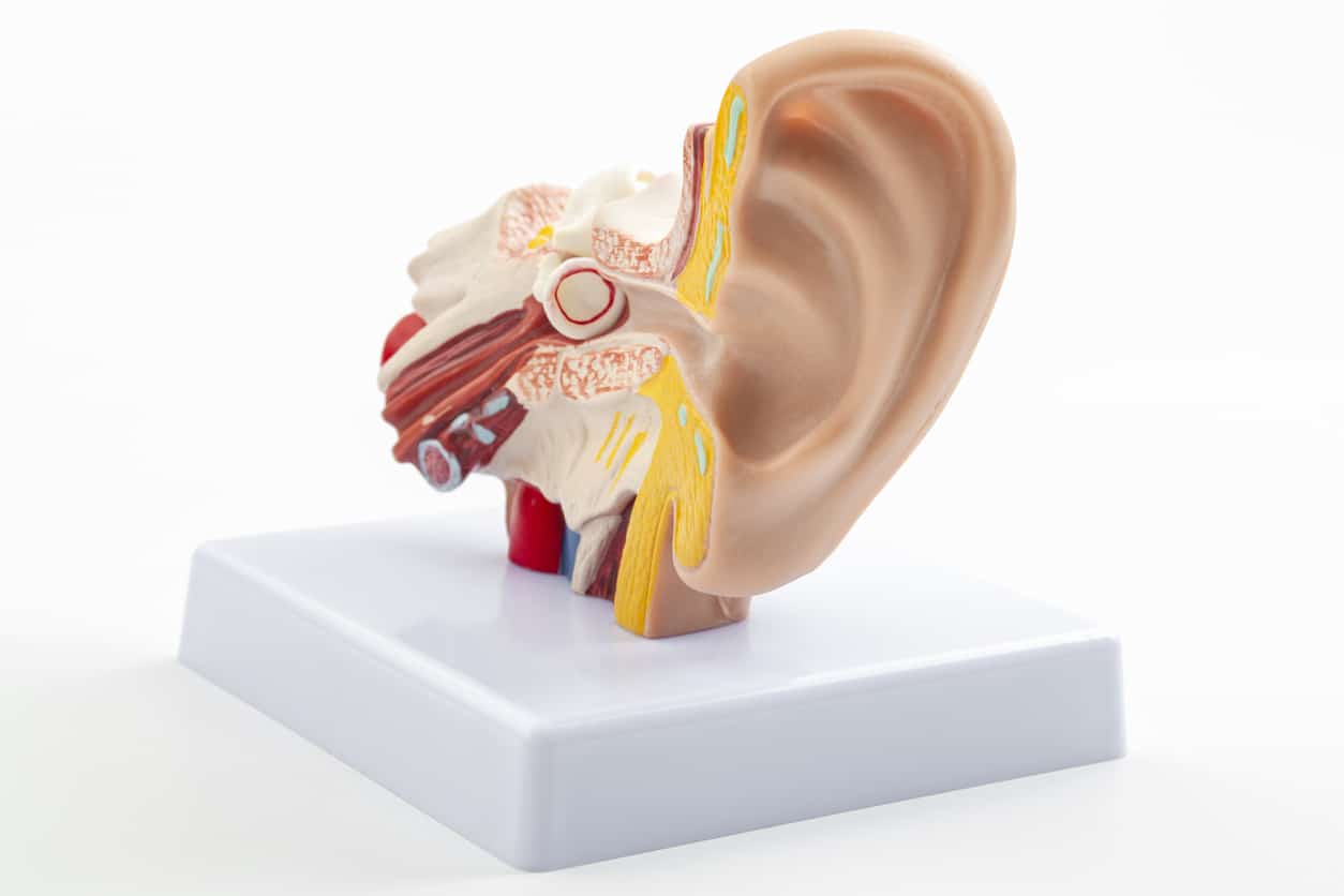 ENT or otolaryngology appointment, lab equipment and hearing organ health concept with anatomical ear model isolated on white background