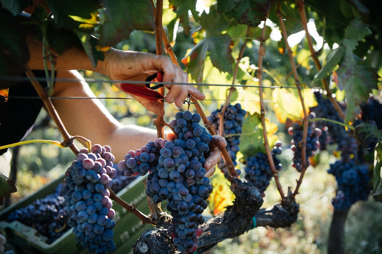 Harvesting grapes at a vineyard