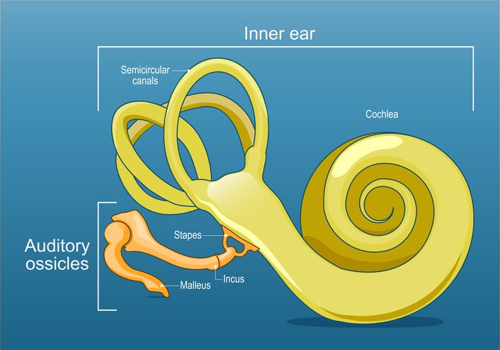 Ear anatomy. Inner ear and Auditory ossicles. Cochlea. Sound transmission. Vector illustration